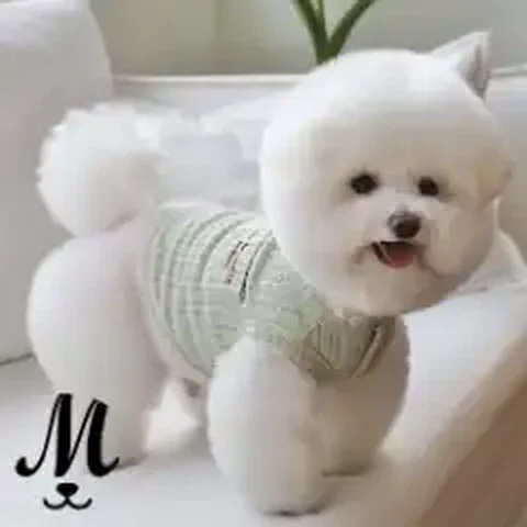 Mongami